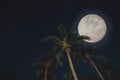 Beautiful full moon over tropical palm forest