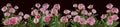 Beautiful full pink flowers and plants of peonies isolated