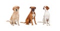 Beautiful full portrait of three dogs Royalty Free Stock Photo