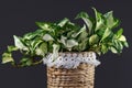 Beautiful full tropical `Manjula` Pothos, also called `Happy Leaves`, in natural flower pot on black background