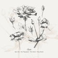 Full vector flower illustration Royalty Free Stock Photo