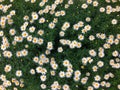 Beautiful fully bloomed daisy flower field Royalty Free Stock Photo