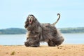 Beautiful fully coated Afghan Hound Royalty Free Stock Photo