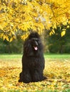 Beautiful fully coated black poodle