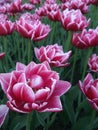 Glade of pink tulips