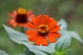 Beautiful fully open blooming Zinnia flower with single row of thick orange petals with yellow center surrounded with green leaves