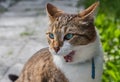 A beautiful fun adult young tabby cat with blue eyes and brown velvet wet nose with an open mouth in a blue collar in a garden in