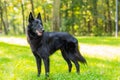 Beautiful fun Groenendael dog puppy waiting. Black Belgian Shepherd Groenendael Autumn Portrait Royalty Free Stock Photo