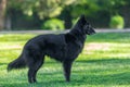 Beautiful fun Groenendael dog puppy. Black Belgian Shepherd Groenendael Autumn Portrait Royalty Free Stock Photo