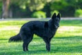 Beautiful fun Groenendael dog puppy. Black Belgian Shepherd Groenendael Autumn Portrait Royalty Free Stock Photo