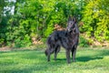 Beautiful fun Groenendael dog puppy. Black Belgian Shepherd Groenendael Autumn Portrait Royalty Free Stock Photo