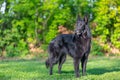 Beautiful fun Groenendael dog puppy. Black Belgian Shepherd Groenendael Autumn Portrait Royalty Free Stock Photo