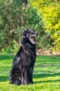 Beautiful fun Groenendael dog puppy. Black Belgian Shepherd Groenendael Autumn Portrait Royalty Free Stock Photo