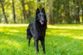 Beautiful fun Groenendael dog puppy waiting. Black Belgian Shepherd Groenendael Autumn Portrait Royalty Free Stock Photo