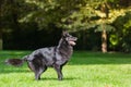 Beautiful fun Groenendael dog puppy waiting. Black Belgian Shepherd Groenendael Autumn Portrait Royalty Free Stock Photo