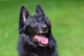 Beautiful fun Groenendael dog puppy waiting. Black Belgian Shepherd Groenendael Autumn Portrait Royalty Free Stock Photo