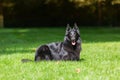 Beautiful fun Groenendael dog puppy waiting. Black Belgian Shepherd Groenendael Autumn Portrait Royalty Free Stock Photo