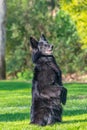 Beautiful fun Groenendael dog puppy waiting. Black Belgian Shepherd Groenendael Autumn Portrait Royalty Free Stock Photo