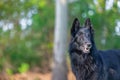 Beautiful fun Groenendael dog puppy waiting. Black Belgian Shepherd Groenendael Autumn Portrait