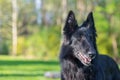 Beautiful fun Groenendael dog puppy waiting. Black Belgian Shepherd Groenendael Autumn Portrait Royalty Free Stock Photo