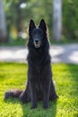 Beautiful fun Groenendael dog puppy waiting. Black Belgian Shepherd Groenendael Autumn Portrait Royalty Free Stock Photo