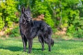 Beautiful fun Groenendael dog puppy waiting. Black Belgian Shepherd Groenendael Autumn Portrait Royalty Free Stock Photo