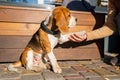 Beautiful and funny beagle puppy dog smart trained puppy gives paw to owner on the street near a cafe urban background