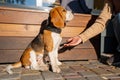 Beautiful and funny beagle puppy dog smart trained puppy gives paw to owner on the street near a cafe urban background