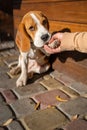 Beautiful and funny beagle puppy dog smart trained puppy gives paw to owner on the street near a cafe urban background