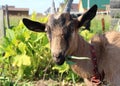 Beautiful funny brown horned goat chews fresh grass in summer on the farm