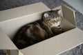 Beautiful  Funny cat in box on wooden background Royalty Free Stock Photo