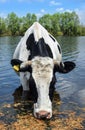 Beautiful funny cow on a watering place on farm. The portrait of cow drinking water on background of blue sky, river and forest. L Royalty Free Stock Photo