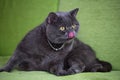 A beautiful funny cute british shorthair gray cat licking his nose on a sofa. Royalty Free Stock Photo