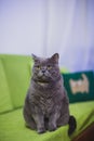 Beautiful funny cute british shorthair gray cat sitting on a sofa Royalty Free Stock Photo
