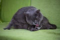 A beautiful funny cute british shorthair gray cat licking his paw on a sofa. Royalty Free Stock Photo