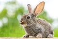 Beautiful funny grey rabbit on a natural green background Royalty Free Stock Photo