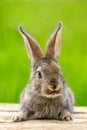 Beautiful funny grey rabbit on a natural green background Royalty Free Stock Photo
