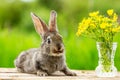 Beautiful funny grey rabbit on a natural green background Royalty Free Stock Photo