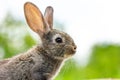 Beautiful funny grey rabbit on a natural green background Royalty Free Stock Photo