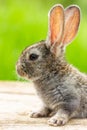 Beautiful funny grey rabbit on a natural green background Royalty Free Stock Photo