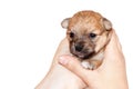 Beautiful and funny newborn puppy in the hands of a caring owner. small breed dog isolated on white background. Royalty Free Stock Photo