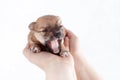 Beautiful and funny newborn puppy in the hands of a caring owner. small breed dog isolated on white background. Royalty Free Stock Photo