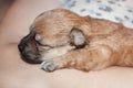 Beautiful and funny newborn puppy in the hands of a caring owner. small breed dog is sleeping Royalty Free Stock Photo