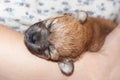 Beautiful and funny newborn puppy in the hands of a caring owner. small breed dog is sleeping Royalty Free Stock Photo