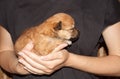 Beautiful and funny newborn puppy in the hands of a caring owner. small breed dog is sleeping Royalty Free Stock Photo