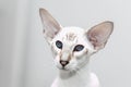 Beautiful and funny oriental blue point cat with blue eyes, big ears and a mustache on a blurred background. Royalty Free Stock Photo