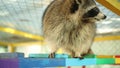 Beautiful funny raccoon walks on a bright staircase in the zoo, looks at camera