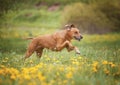 Beautiful funny rhodesian ridgeback dog puppy running in flower field meadow Royalty Free Stock Photo