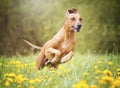 Beautiful funny rhodesian ridgeback dog puppy running in flower field meadow Royalty Free Stock Photo