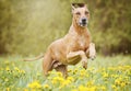 Beautiful funny rhodesian ridgeback dog puppy running in flower field meadow Royalty Free Stock Photo